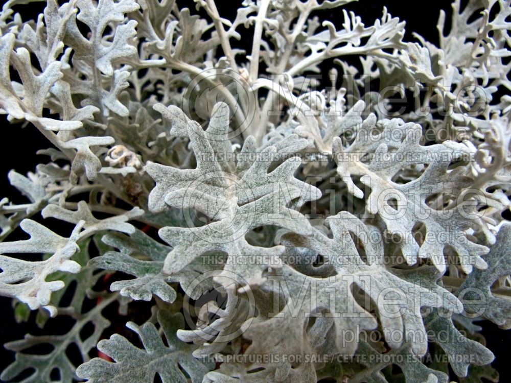 Artemisia Silver Cascade (Southernwood, lad's love, southern wormwood) 2