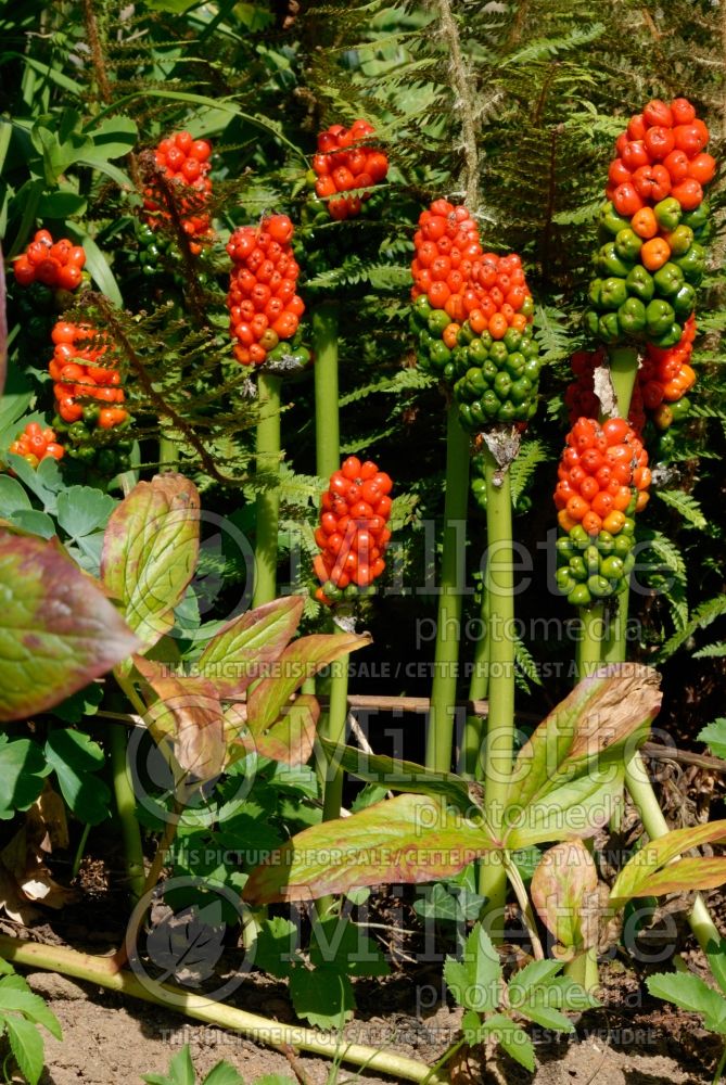 Arum Marmoratum (Italian Arum) 2 