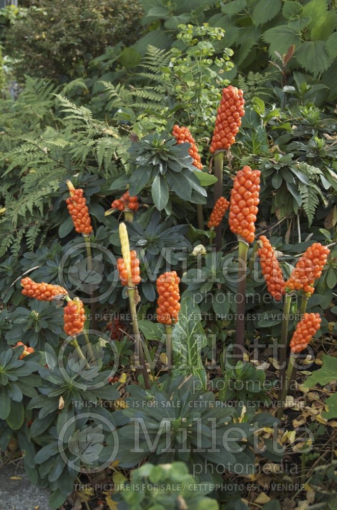 Arum italicum (Lords-and-Ladies) 1 