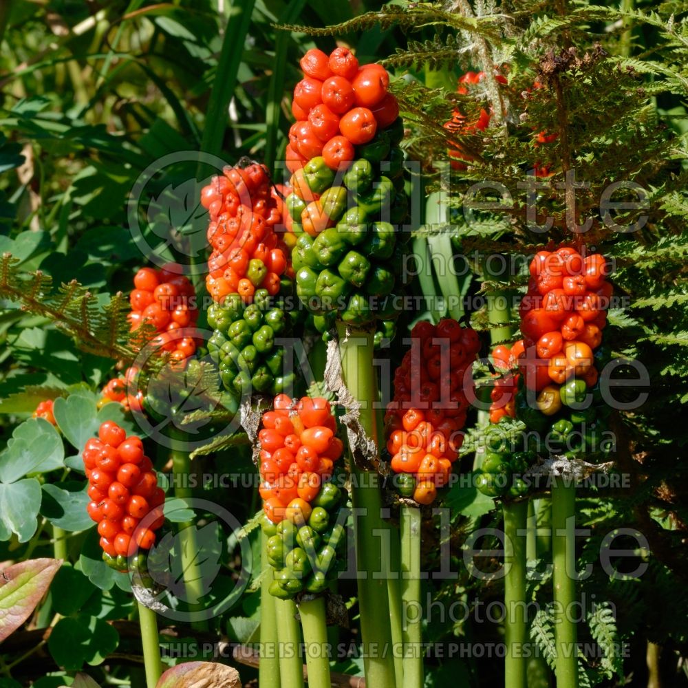 Arum Marmoratum (Italian Arum) 1 