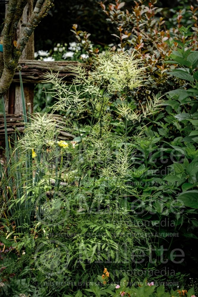 Aruncus Kneiffii (Goat's Beard) 2 