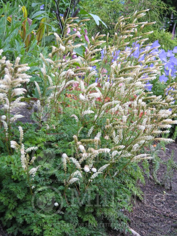 Aruncus aethusifolius (Goat's Beard) 1 