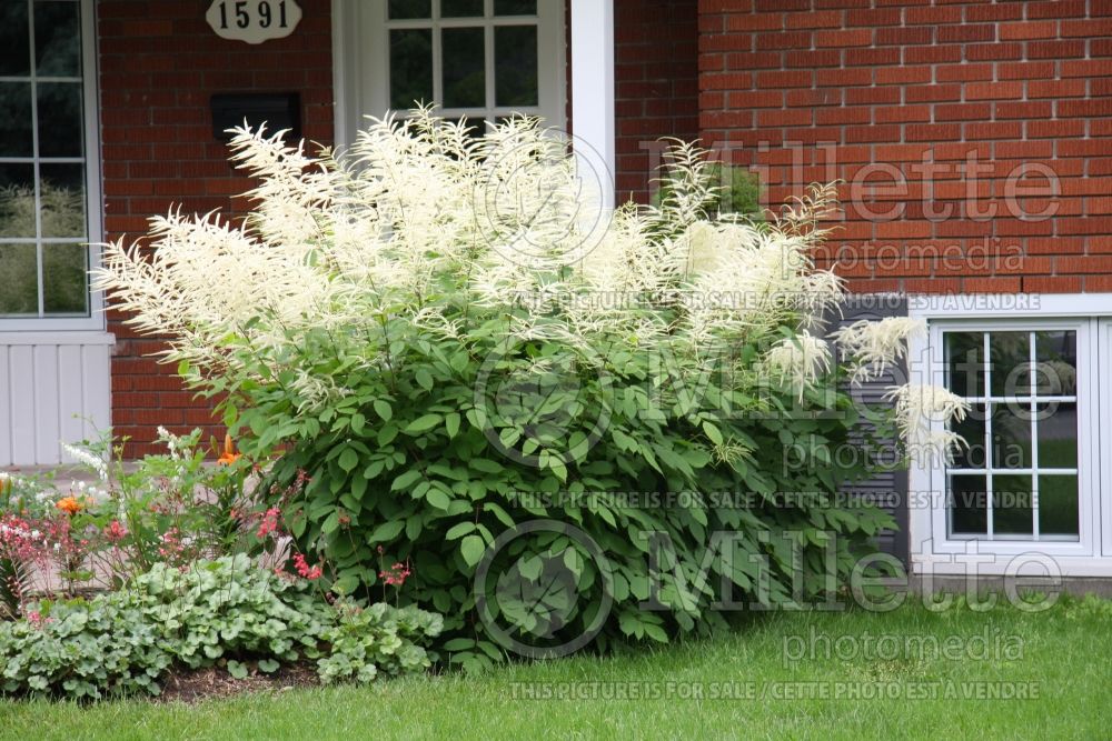 Aruncus dioicus (Goat's Beard)  1