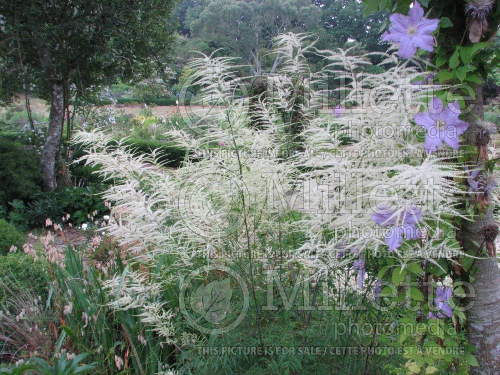 Aruncus Kneiffii (Goat's Beard) 1 