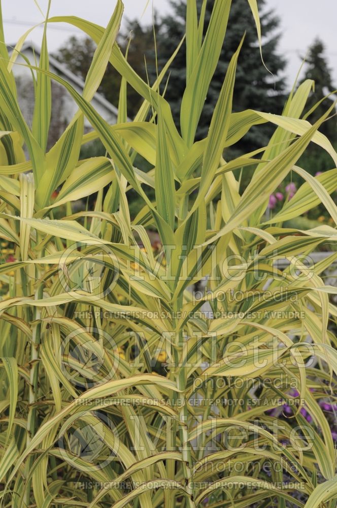 Arundo Golden Chain (Giant Cane grass) 1 