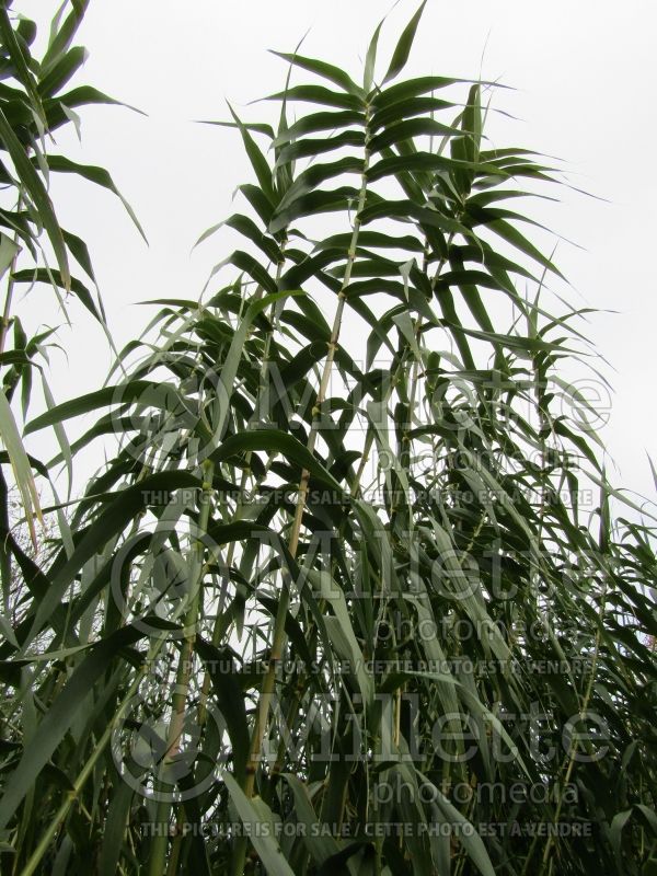 Arundo Macrophylla (Giant Spanish Reed) 1