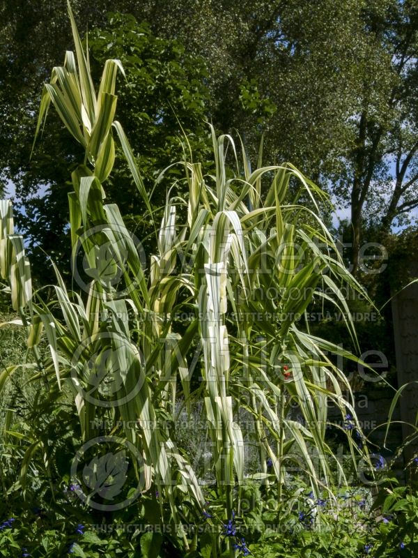 Arundo donax var. versicolor (variegated giant reed) 1