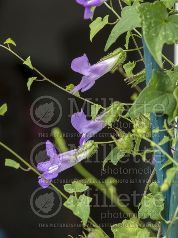 Asarina Sky Blue (Climbing Snapdragon Vines) 1