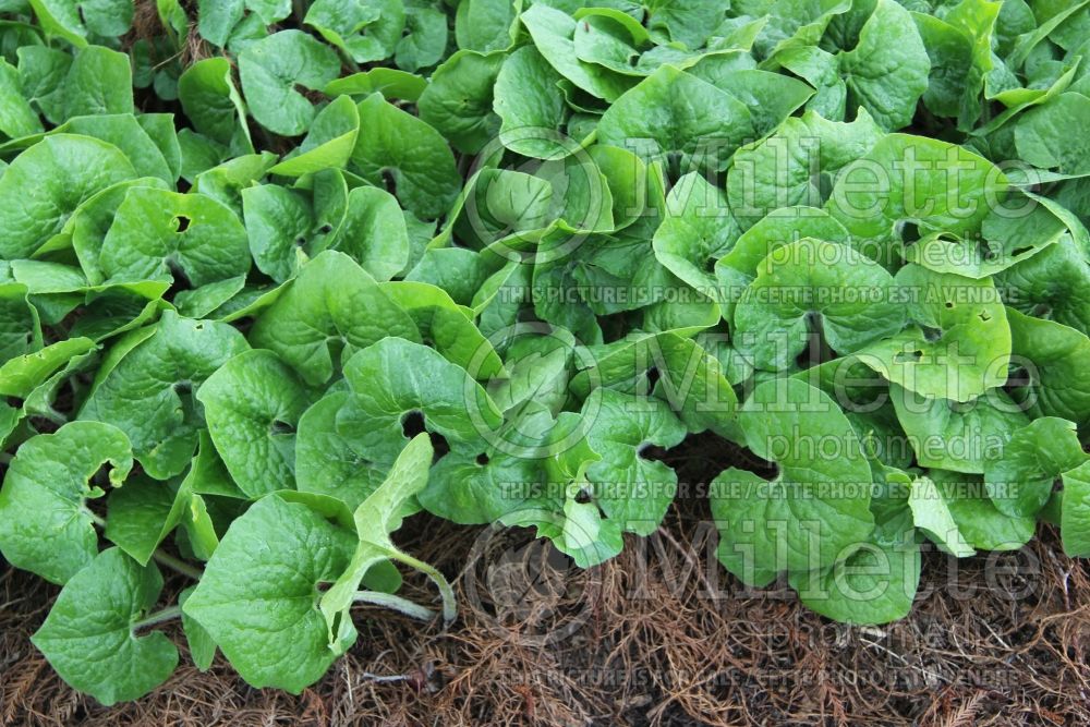 Asarum caudatum (Wild Ginger ) 1