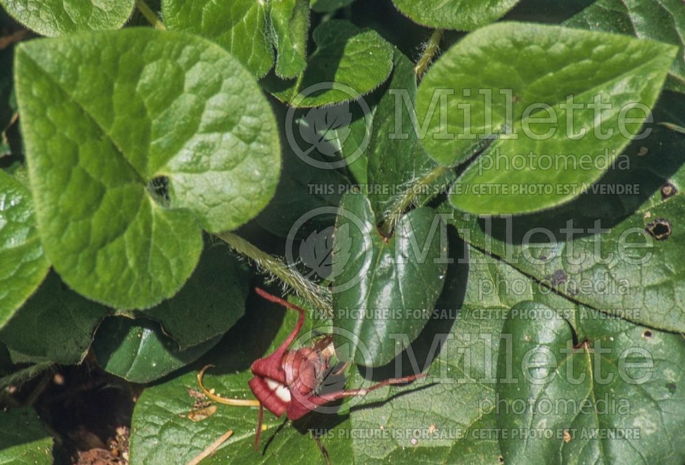 Asarum caudatum (Wild Ginger ) 3