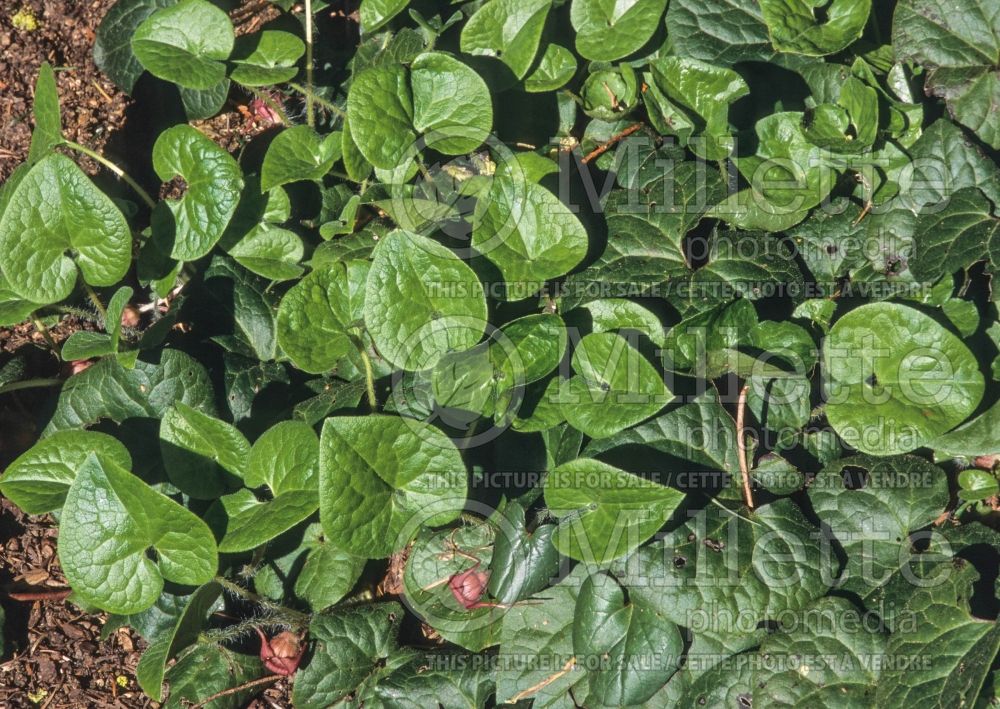 Asarum caudatum (Wild Ginger ) 4