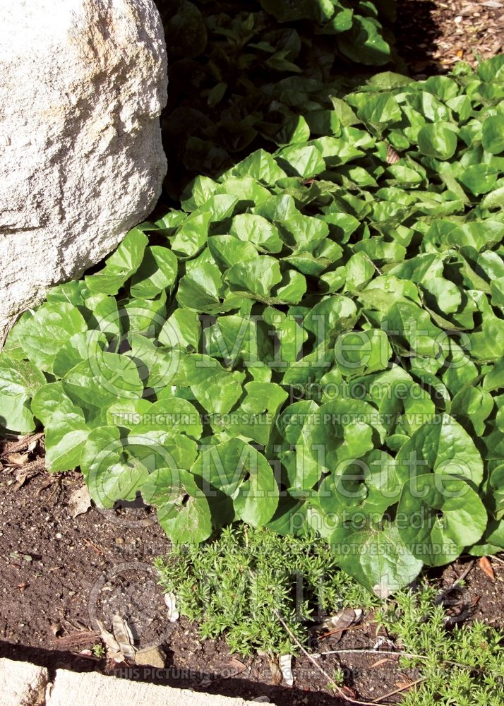 Asarum caudatum (Wild Ginger ) 2