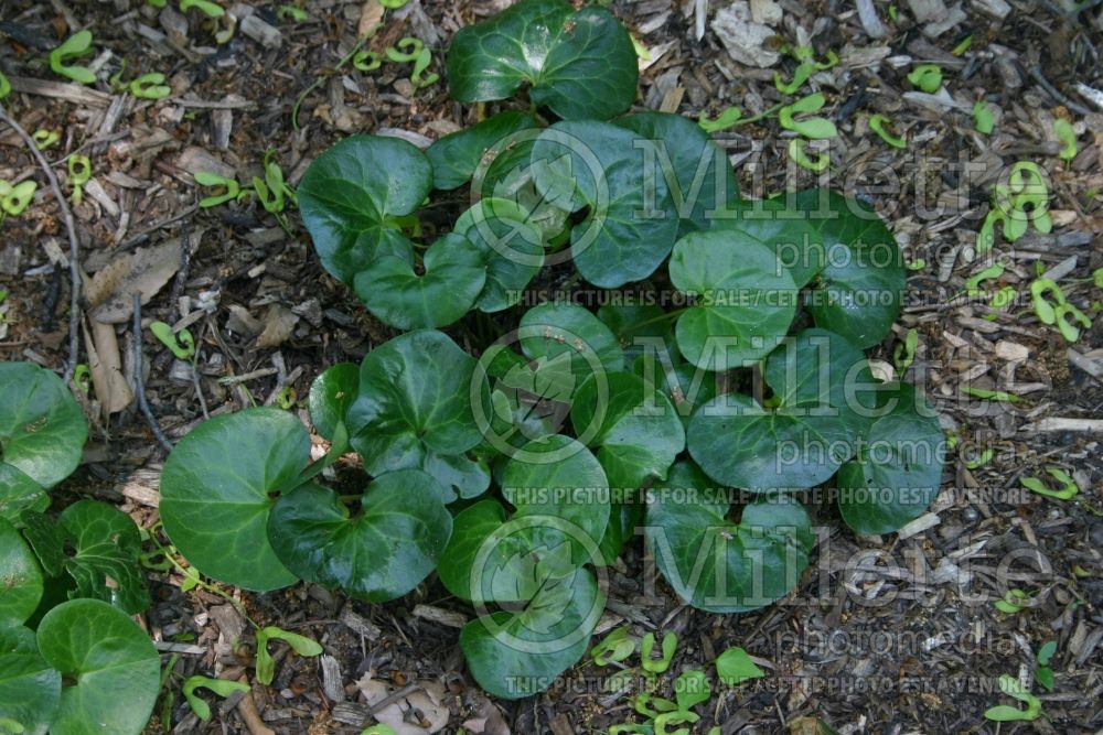 Asarum europaeum (European Wild Ginger ) 1