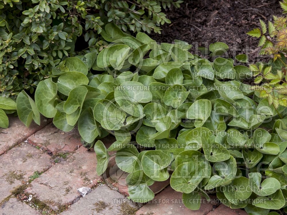 Asarum europaeum (European Wild Ginger ) 2