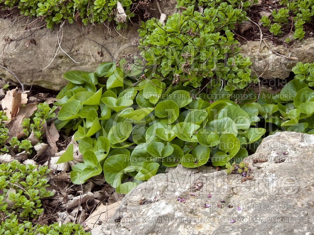 Asarum europaeum (European Wild Ginger ) 3