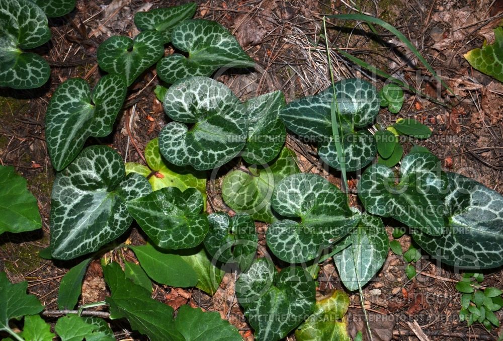 Asarum marmoratum (Siskiyou Wild Ginger) 1