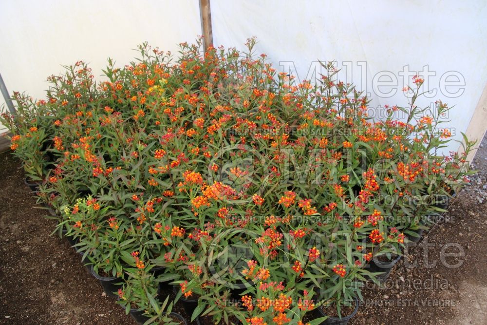 Asclepias curassavica (Mexican butterfly weed) 1  