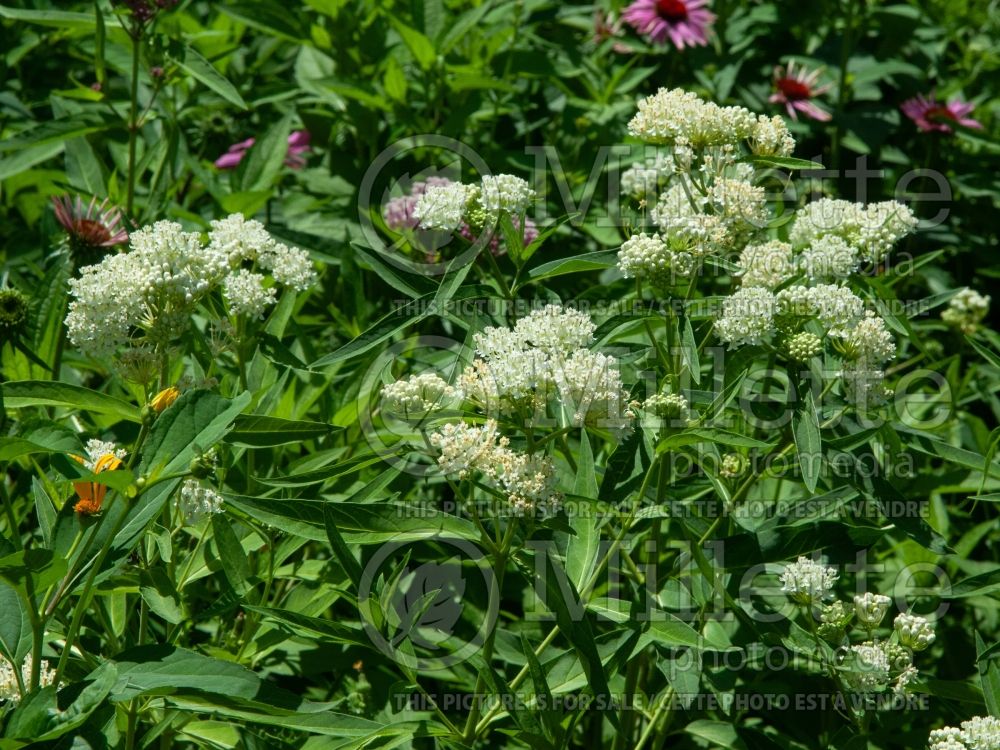 Asclepias Ice Ballet (Milkweed) 2  