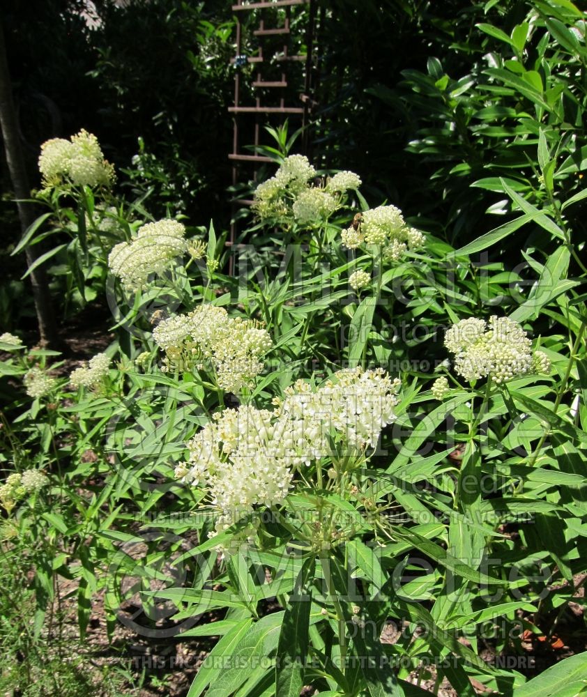 Asclepias Ice Ballet (Milkweed) 1  