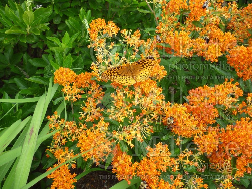 Asclepias tuberosa (Milkweed) 15 