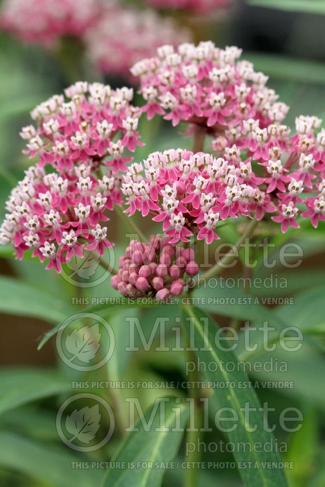 Asclepias Cinderella (Milkweed) 4  