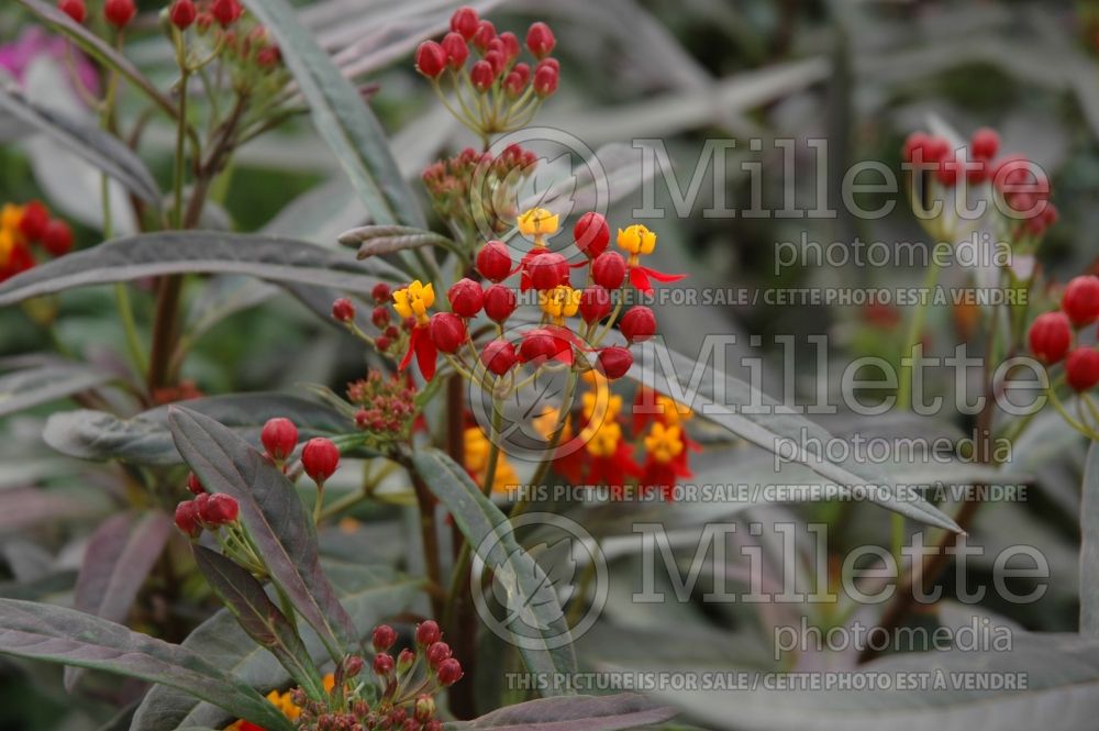 Asclepias Silky Deep Red (Milkweed) 1  