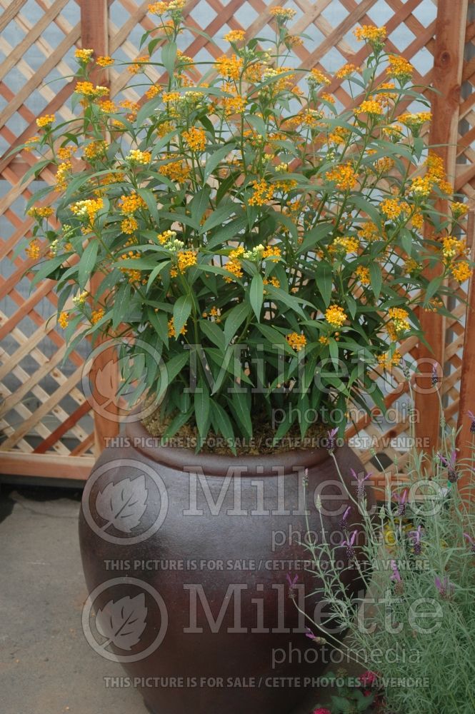 Asclepias Silky Gold (Milkweed) 1  