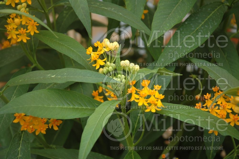 Asclepias Silky Gold (Milkweed) 2  