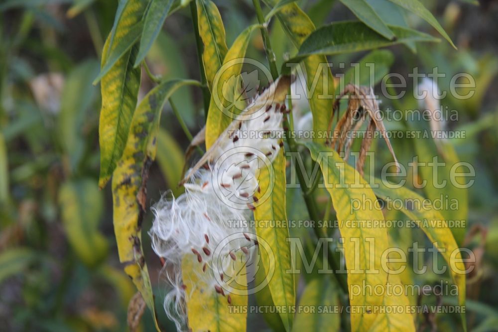 Asclepias Silky Gold (Milkweed) 3  