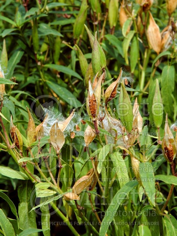 Asclepias Cinderella (Milkweed) 9  