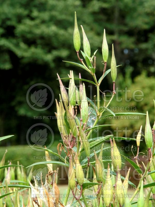 Asclepias Cinderella (Milkweed) 12  