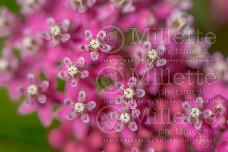 Asclepias Cinderella (Milkweed) 5  