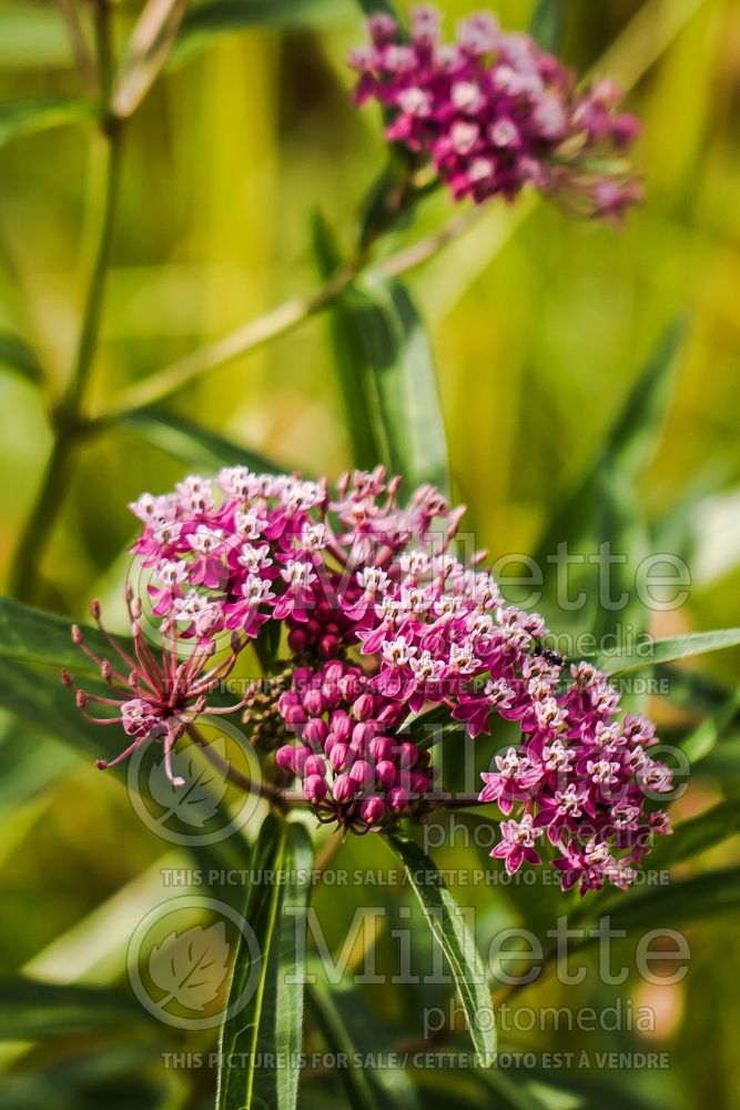 Asclepias Cinderella (Milkweed) 6  