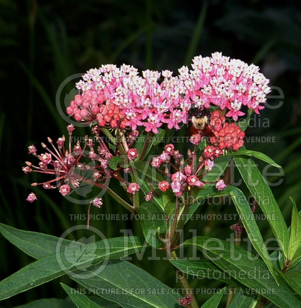 Asclepias Cinderella (Milkweed) 2  