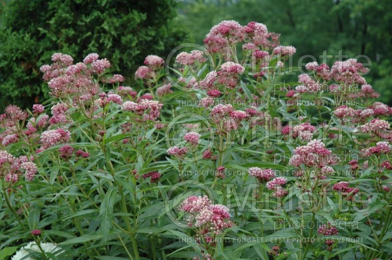 Asclepias Soulmate (Milkweed) 1  