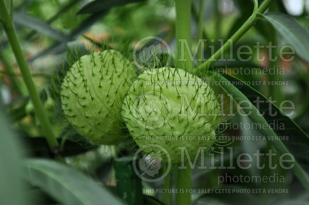 Asclepias physocarpa (Balloon plant) 1 