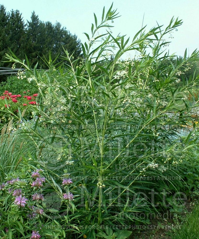 Asclepias physocarpa (Balloon plant) 3 