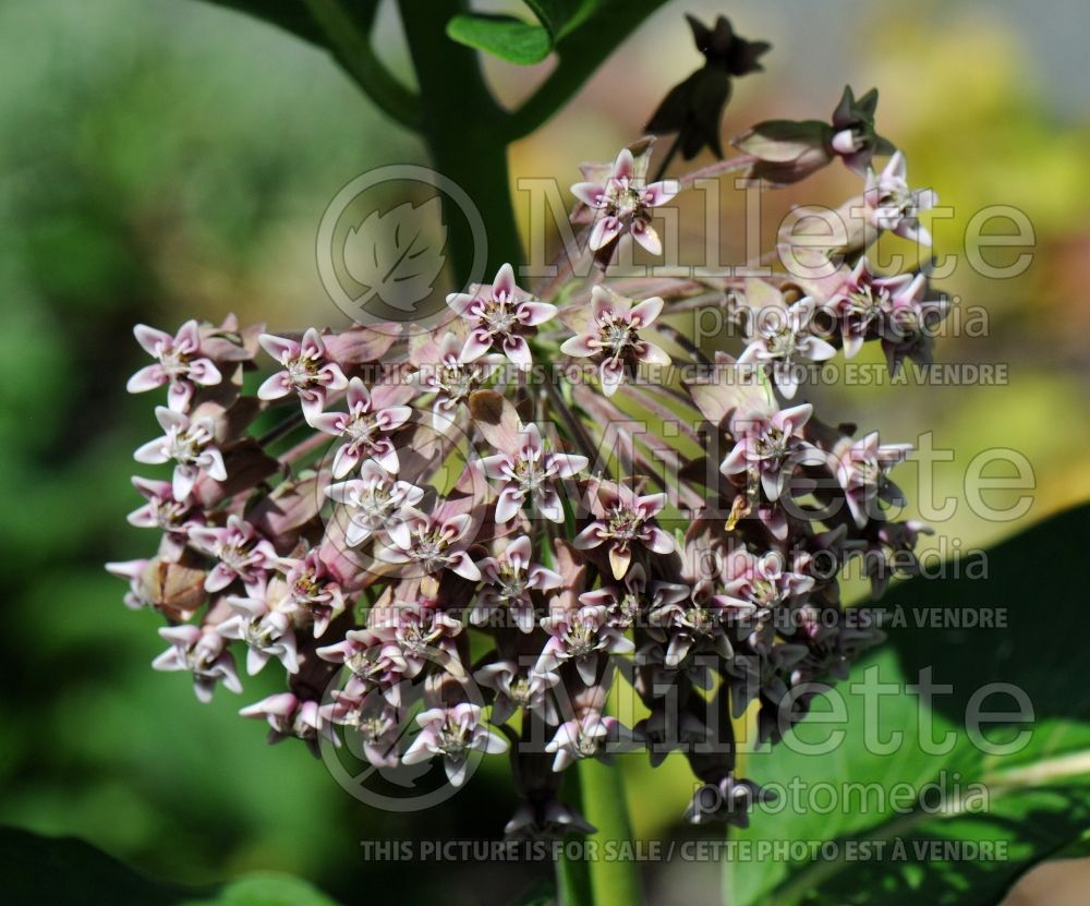 Asclepias syriaca (Milkweed) 5  