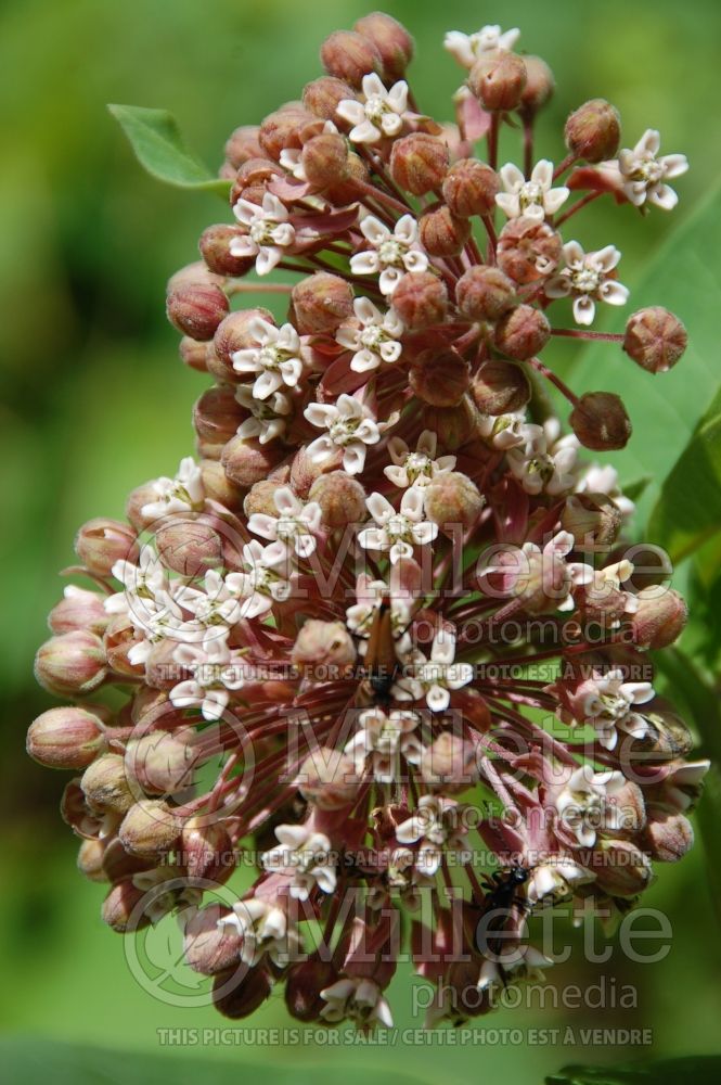 Asclepias syriaca (Milkweed) 2  