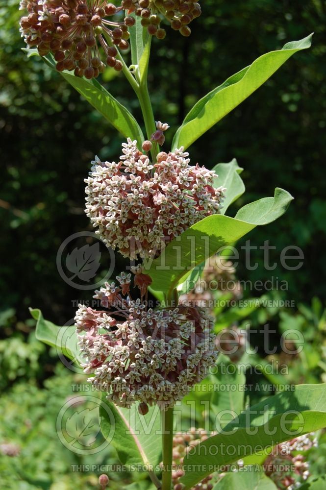 Asclepias syriaca (Milkweed) 3  