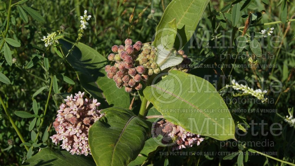 Asclepias syriaca (Milkweed) 4  