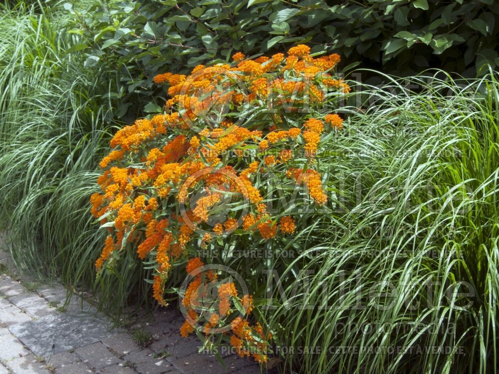 Asclepias tuberosa (Milkweed) 13 