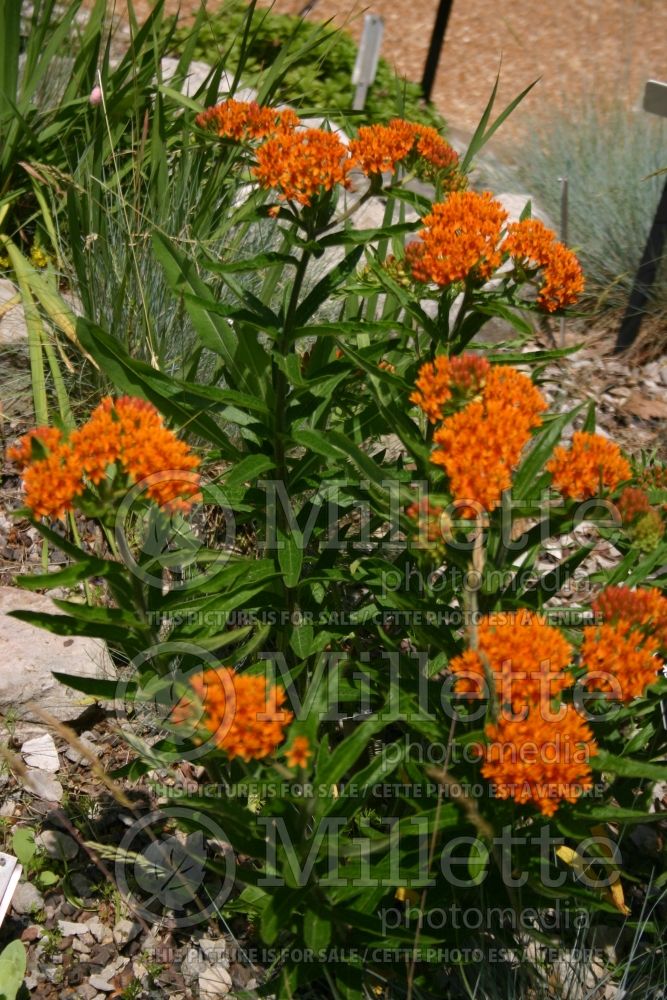 Asclepias tuberosa (Milkweed) 5 