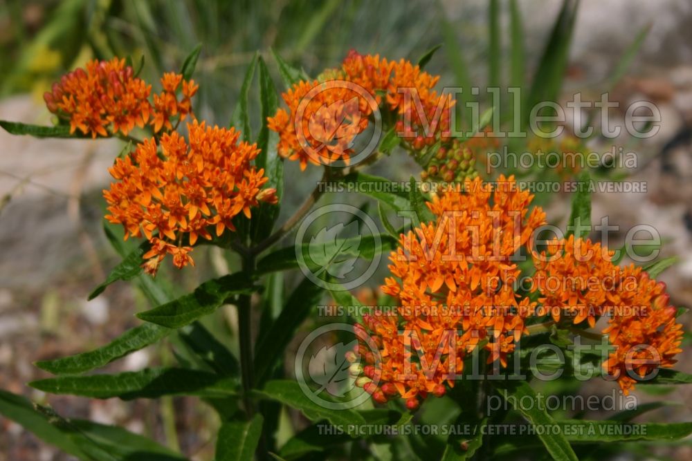 Asclepias tuberosa (Milkweed) 4  