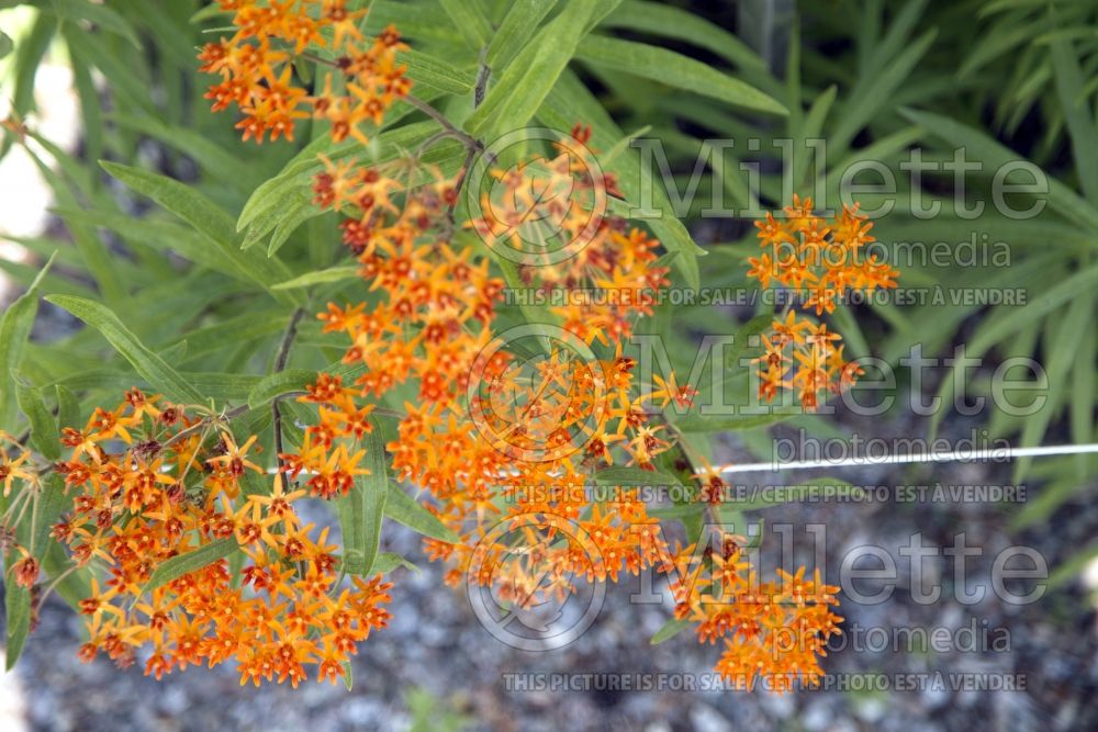 Asclepias tuberosa (Milkweed) 11 