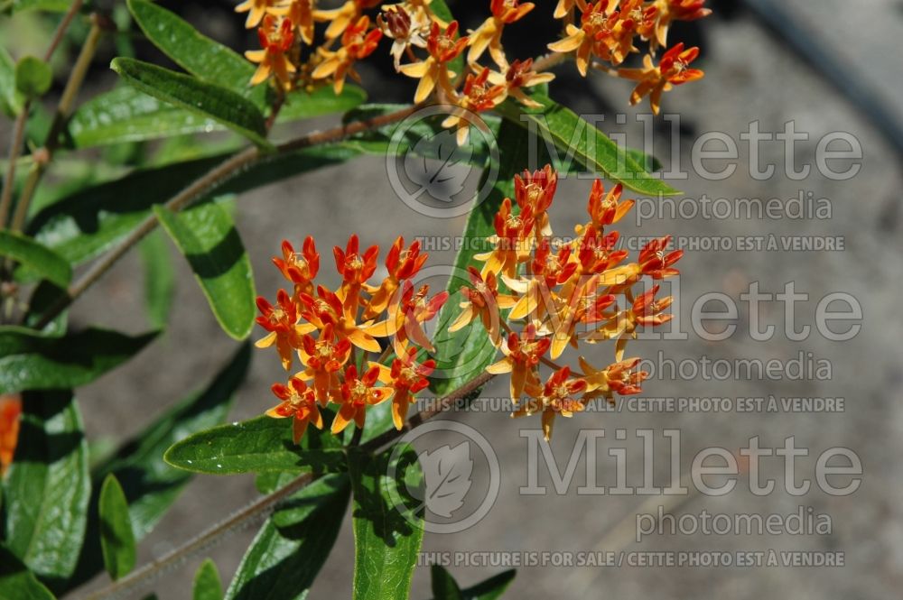 Asclepias Gay Butterflies (Milkweed) 1 