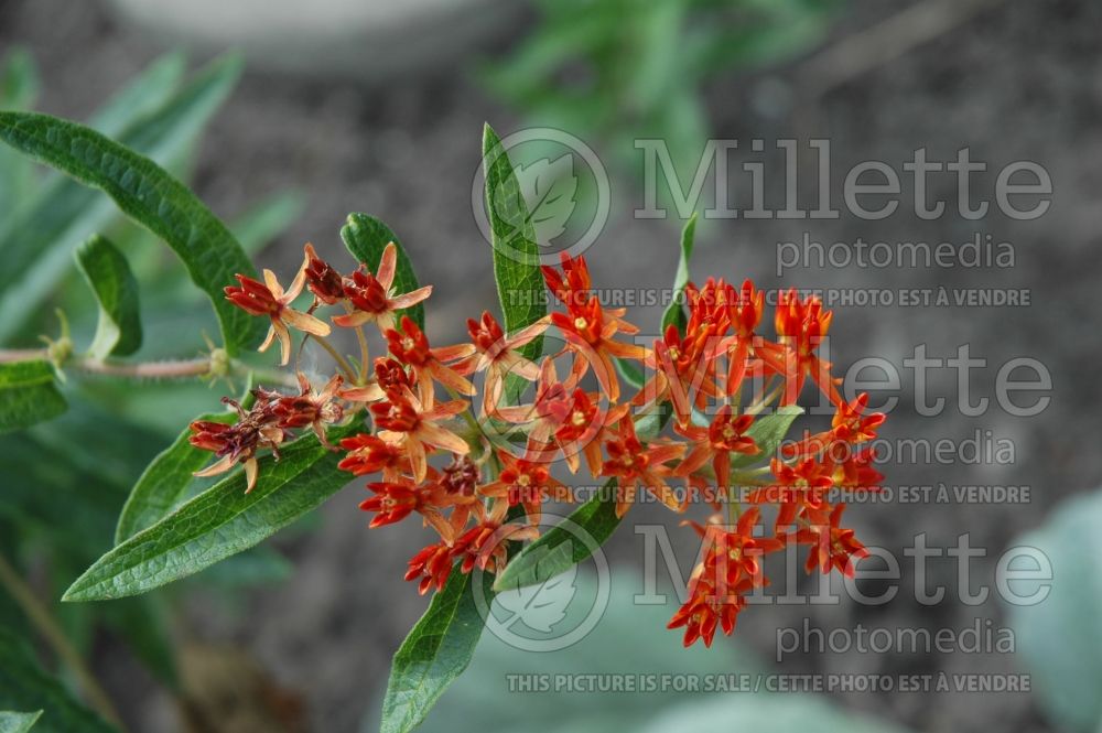 Asclepias Gay Butterflies (Milkweed) 2 