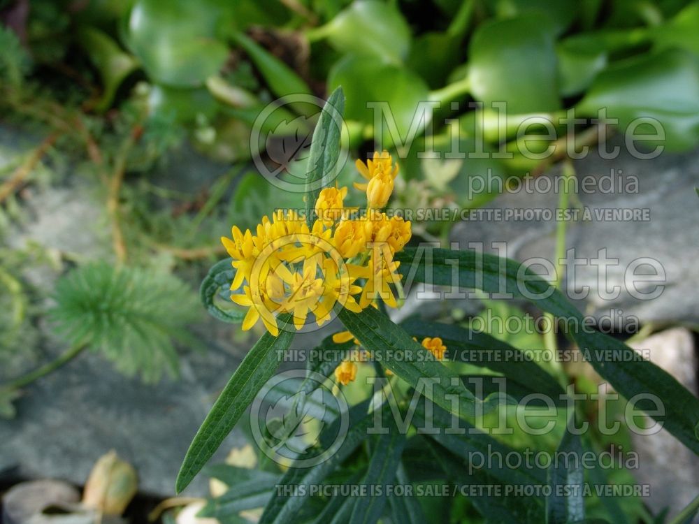 Asclepias Hello Yellow (Milkweed) 1 