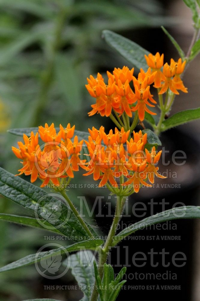 Asclepias tuberosa (Milkweed) 6 