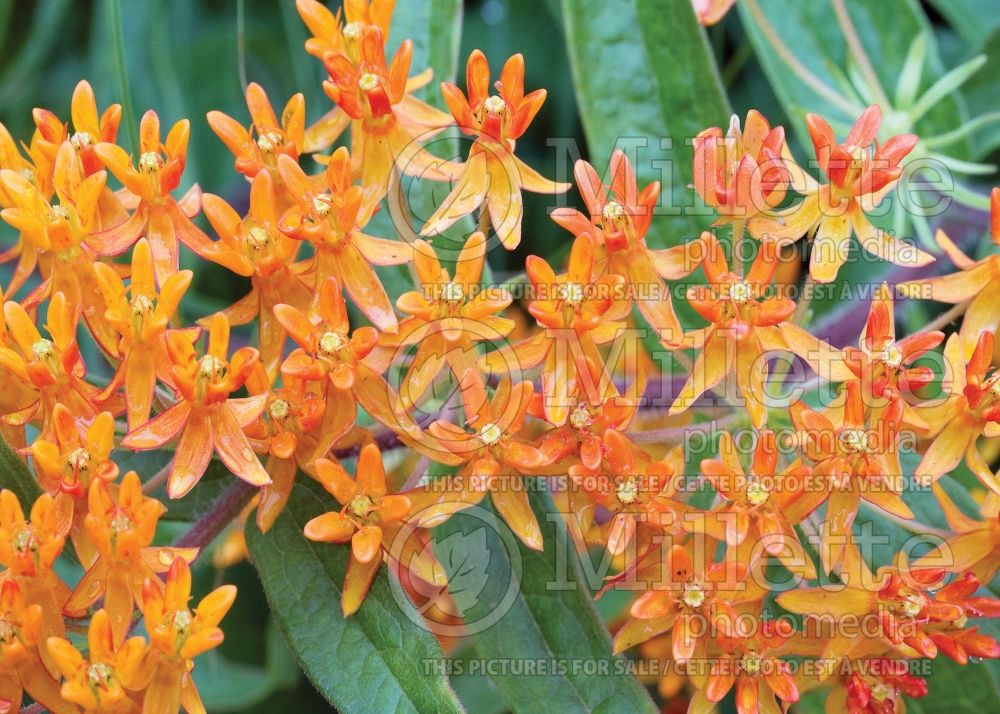 Asclepias tuberosa (Milkweed) 2 